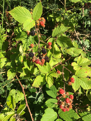 Rubus
