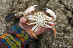 Metacarcinus novaezelandiae