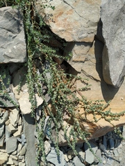 Andrachne telephioides