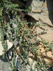 Andrachne telephioides