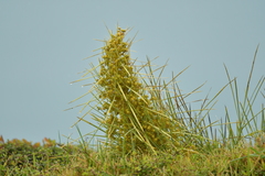Aciphylla squarrosa squarrosa