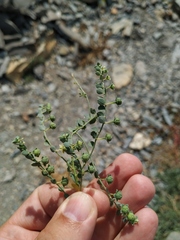 Andrachne telephioides