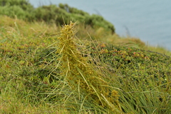Aciphylla squarrosa squarrosa