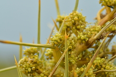 Aciphylla squarrosa squarrosa