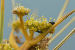 Aciphylla squarrosa squarrosa