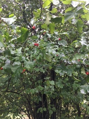 Crataegus intricata