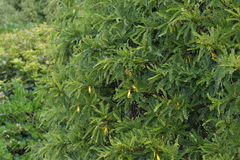Sophora molloyi