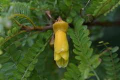 Sophora molloyi