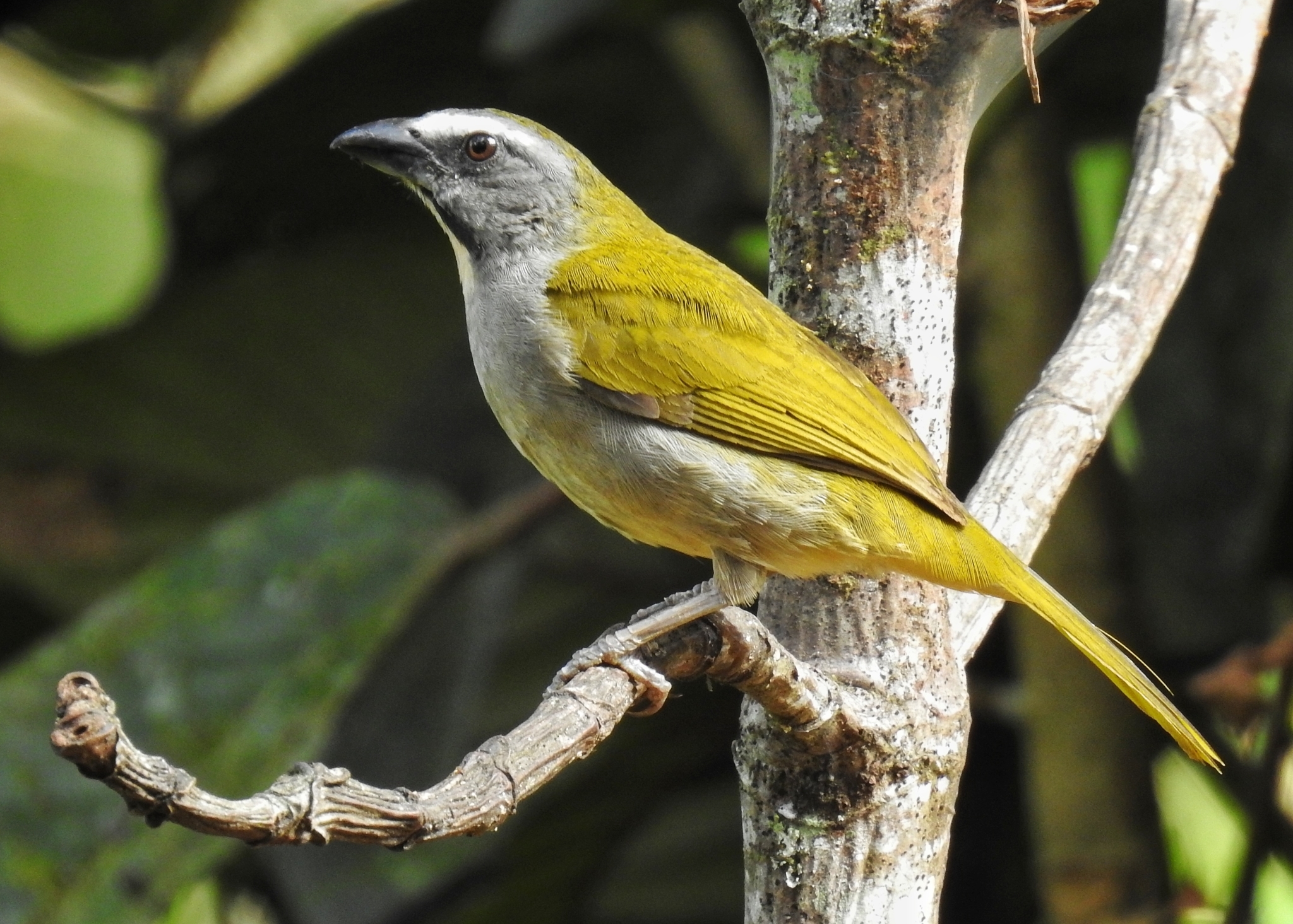 Buff-throated Saltator illustration