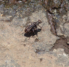 Cicindela sedecimpunctata
