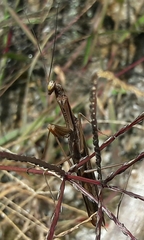 Mantis religiosa