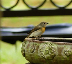 Cyornis rubeculoides