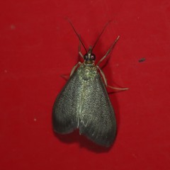 Pyrausta demantrialis