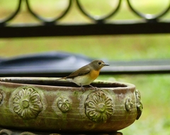 Cyornis rubeculoides