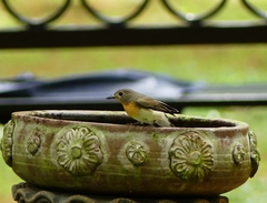 Cyornis rubeculoides