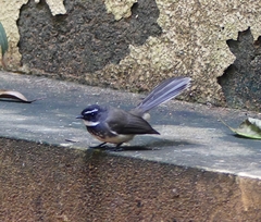 Rhipidura albogularis