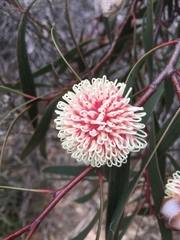 Hakea laurina