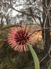 Hakea laurina