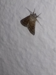 Protorthodes melanopis