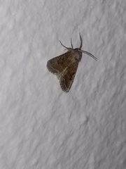 Protorthodes melanopis