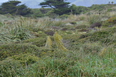 Aciphylla squarrosa squarrosa