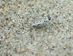 Habroscelimorpha dorsalis