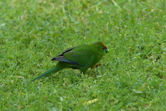 Cyanoramphus auriceps