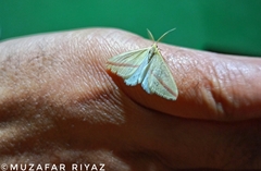 Rhodometra sacraria