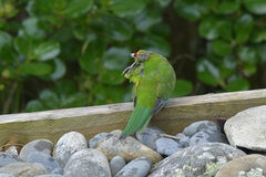 Cyanoramphus auriceps