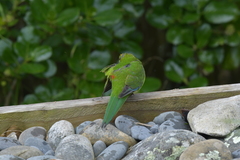 Cyanoramphus auriceps