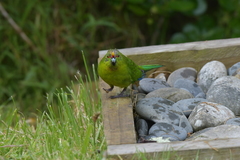 Cyanoramphus auriceps