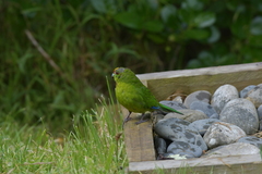 Cyanoramphus auriceps
