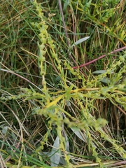 Suaeda maritima