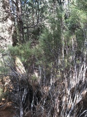 Dracophyllum longifolium