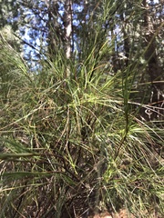 Dracophyllum longifolium