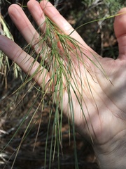Dracophyllum longifolium