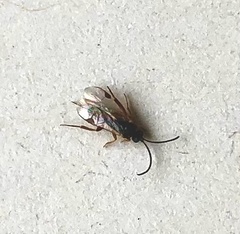 Pimpla turionellae