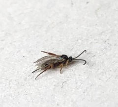 Pimpla turionellae