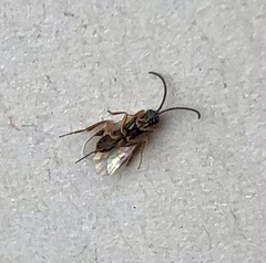 Pimpla turionellae