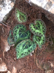 Cyclamen graecum