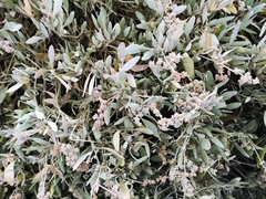 Atriplex portulacoides