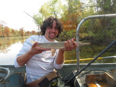 Lepisosteus platostomus