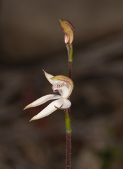 Caladenia gracilis