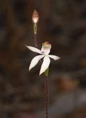 Caladenia gracilis