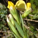 Aspalathus angustifolia - Photo (c) Nicola van Berkel, μερικά δικαιώματα διατηρούνται (CC BY-SA), uploaded by Nicola van Berkel