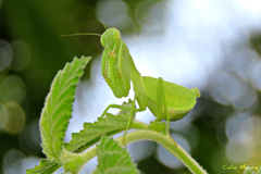 Photiomantis planicephala