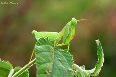 Photiomantis planicephala