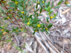 Pimelea hewardiana