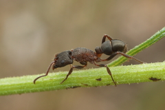 Rhytidoponera tasmaniensis