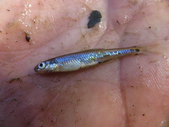 Notropis maculatus